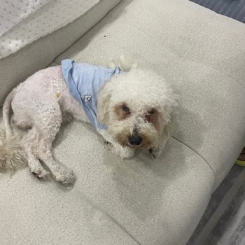 Vetkent Veteriner Kliniği Tıraş Fiyaskosu