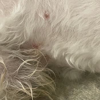 Vetkent Veteriner Kliniği Tıraş Fiyaskosu