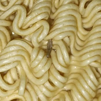 Noodle Paketinde Böcek Şoku