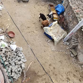 Manisa Büyükşehir Belediyesi Mahallede Hayvan Kokusu Ve Yol İşgali Sorunu