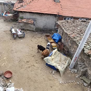 Manisa Büyükşehir Belediyesi Mahallede Hayvan Kokusu Ve Yol İşgali Sorunu