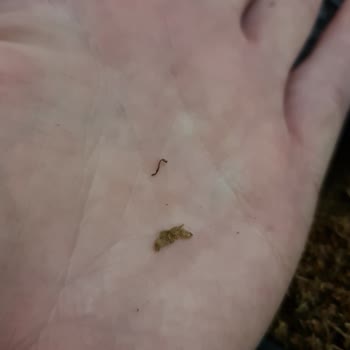 Camel Yellow Tütünlerde Karton Sorunu