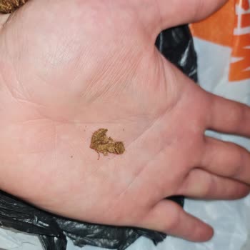 Camel Yellow Tütünlerde Karton Sorunu