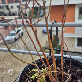 Yanıltıcı Fidan Teslimatı