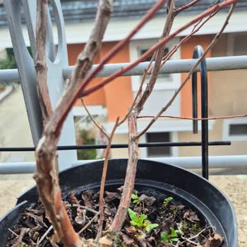 Yanıltıcı Fidan Teslimatı