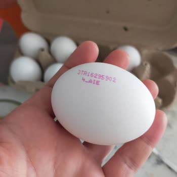 XL Yumurtalar M Boyutunda Çıktı