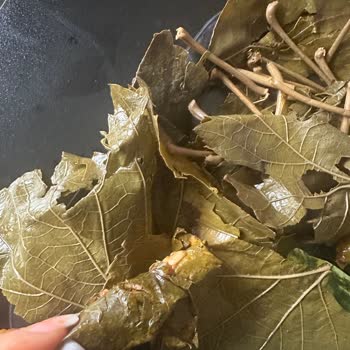 Paramparça Asma Yaprakları Hayal Kırıklığı Yarattı