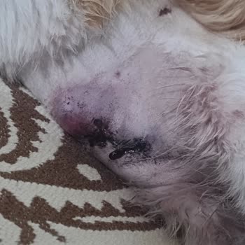 Veterinerde İlgisizlik Ve Yetersiz Müdahale