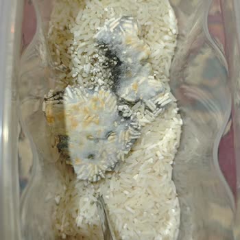 Son Kullanım Tarihi Geçmemiş Pirinçte Küf Sorunu