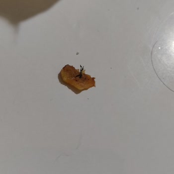 Yemekte Tehlikeli Kemik Parçaları