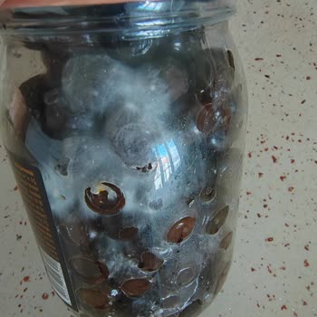 Kaanlar XL Gurme Zeytin Hayal Kırıklığı