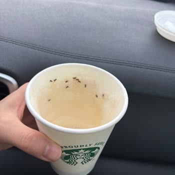 Karınca Dolu Latte Şoku!