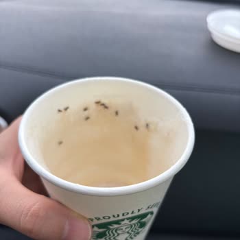 Karınca Dolu Latte Şoku!