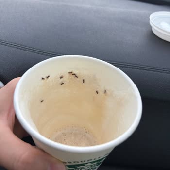 Karınca Dolu Latte Şoku!