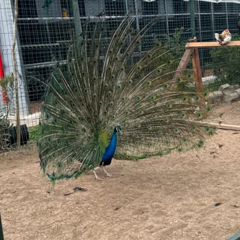 Güzel Ambiyansın Ardında Kötü Hizmet Ve Lezzet