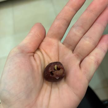 Donuk Kirazda Beklenmedik Misafir