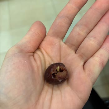 Donuk Kirazda Beklenmedik Misafir