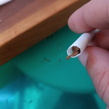 Parlement Sigara Kalite Sorunu: Duman Yok Odun Var