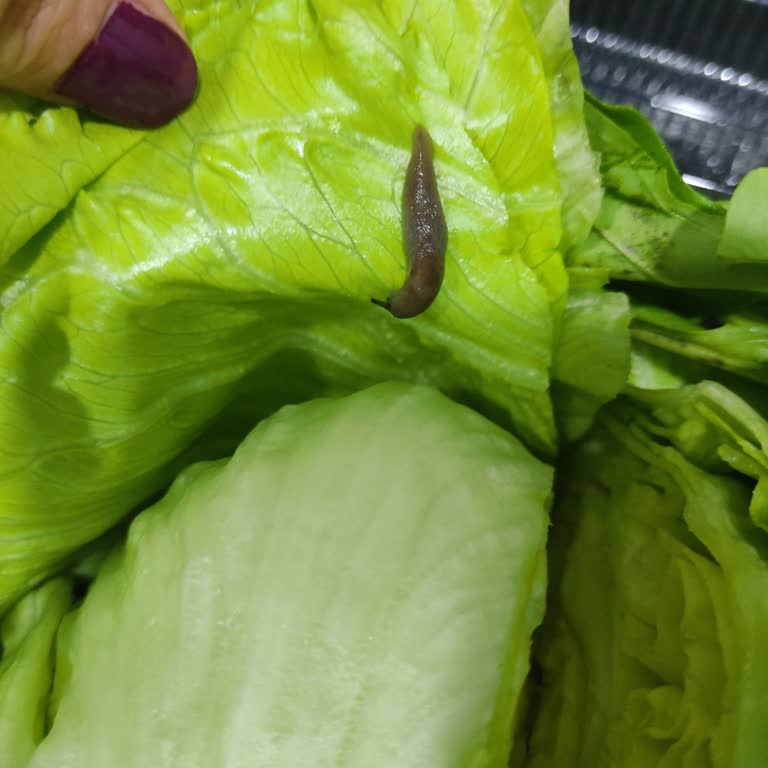 Siparişte Şok: Maruldan Salyangoz Çıktı!