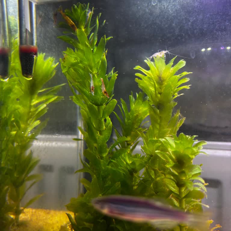 Yanlış Renk Karides Gönderimi: Hayal Kırıklığı