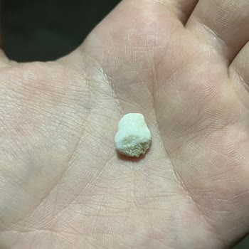 Kuğu Şekerleme Elista Şekerden Taş Çıktı