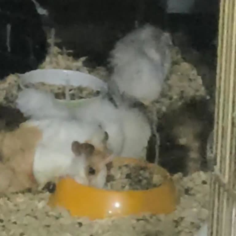 Akasya AVM'de Hayvan Refahı İhlali: Tavşan Ve Ginepig'ler Aynı Yerde