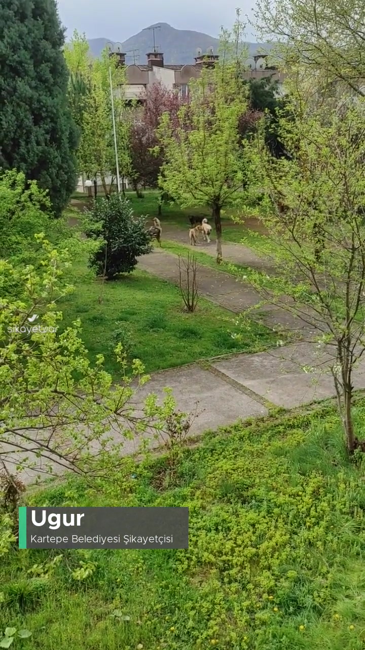Kartepe Atakent Konularındaki Sürü Halinde Gezen Köpekler videonun kapak resmi