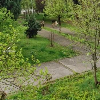 Kartepe Atakent Konularındaki Sürü Halinde Gezen Köpekler