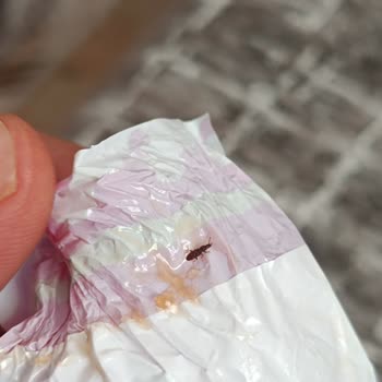 Kent Şekerleri Bayram Şekerinin İçerisinden Böcek Çıktı