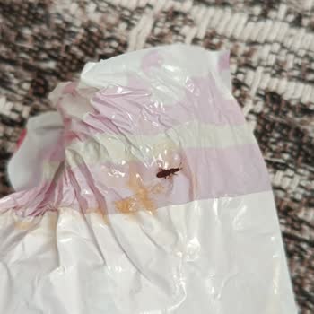 Kent Şekerleri Bayram Şekerinin İçerisinden Böcek Çıktı