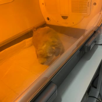 Yanlış Bilgilendirme Ve Hasta Köpek Satışı Mağduriyeti