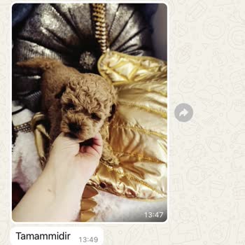 Yanlış Bilgilendirme Ve Hasta Köpek Satışı Mağduriyeti