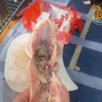 BİM'den Aldığım Tavukta Şok Edici Pislik