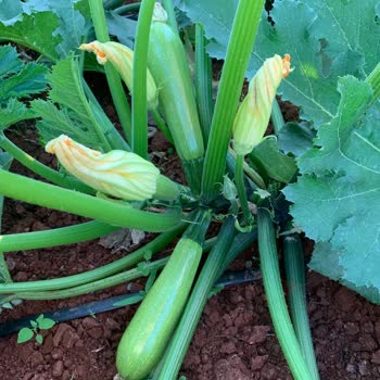 Fidancidan.com Sipariş Süreci Ve İletişimde Yaşanan Hayal Kırıklığı