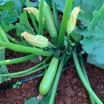 Fidancidan.com Sipariş Süreci Ve İletişimde Yaşanan Hayal Kırıklığı