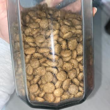 Kedimin Sağlığını Tehdit Eden Mama Sorunu