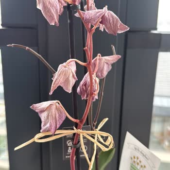 Solan Orkide Ve Kötü Müşteri Hizmetleri