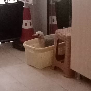 Yaralı Martı İçin Acil Yardım Bekleniyor