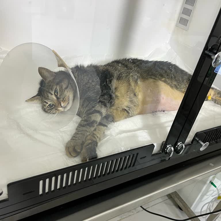 Hayvan Hastanesinde İhmalle Gelen Acı Kayıp