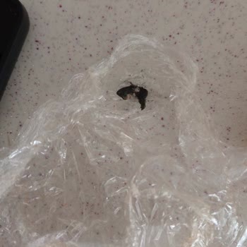 Kıyma İçinden Çıkan Kötü Sürpriz