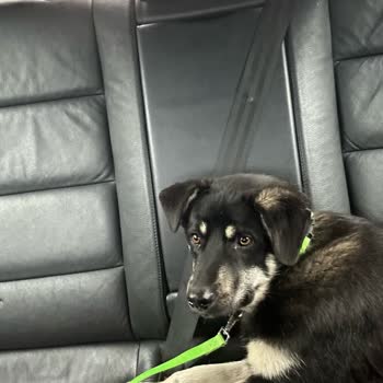 Kırklareli Valiliği Kayıp Köpekler: Kırklareli'nde Sokak Hayvanlarının Akıbeti!