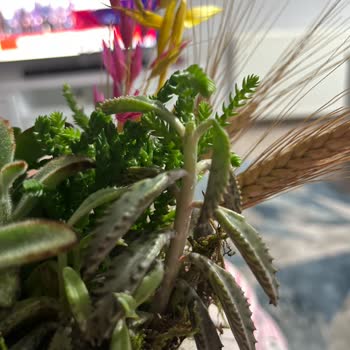 Hayal Kırıklığı Yaratan Teraryum Siparişi