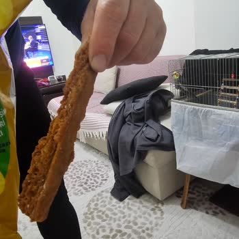 Cipso Cipslerinde Denetim Eksikliği Ve Sağlık Riski