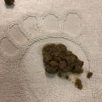 Farmina - N&D Mama Yanlış Boyutlu Kedi Maması Ve İletişimsizlik Sorunu