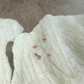 Varil Çorba Hijyen Sorunları Ve Laubali Tavırlar