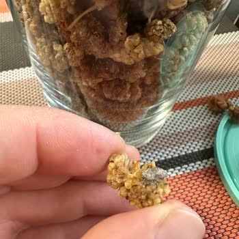 Carrefour'dan Aldığım Dut Kuruları Böcekli Çıktı