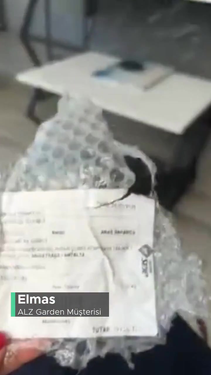 Alz Garden Yaban Mersini Fidanı videonun kapak resmi