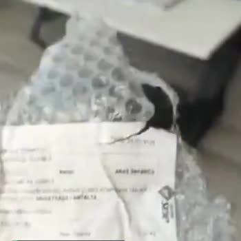 Alz Garden Yaban Mersini Fidanı
