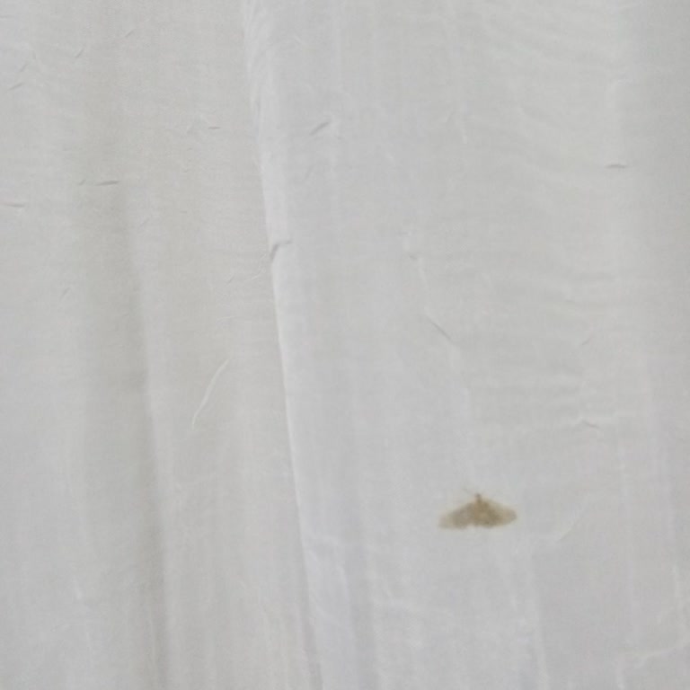 İnci Ihlamur İçinden Küçük Bir Kelebek Çıktı