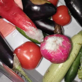 Arçelik Buzdolabı: Tazelik Sorunu Ve Servis İlgisizliği